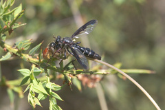 Daptolestes