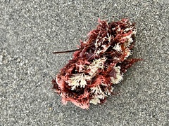 Microcladia coulteri