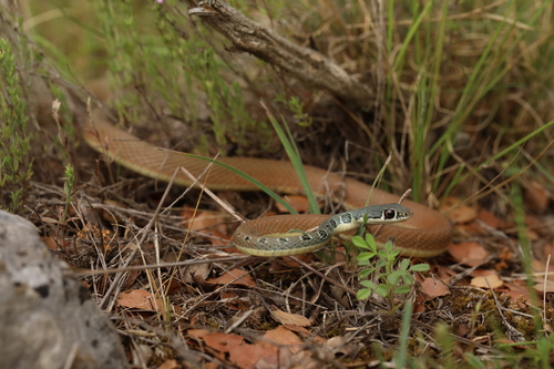 Dahl's Whip Snake, Peloponés, Řecko, photo 8 of 10