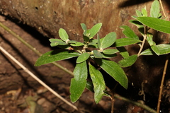 Pimelea gigandra