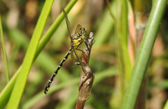 Austrogomphus ochraceus