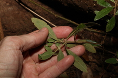Pimelea gigandra