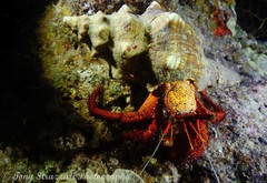 Pleuroploca trapezium