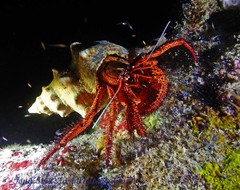 Pleuroploca trapezium