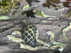 Tenguella marginalba