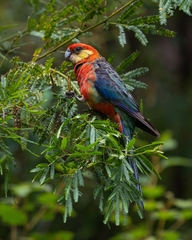 Platycercus icterotis