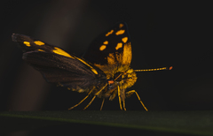 Metisella metis