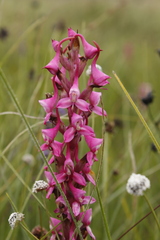 Disa rhodantha