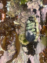 Sypharochiton pelliserpentis