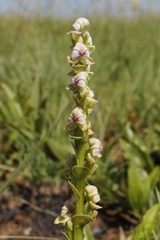 Disperis cardiophora