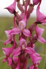 Disa rhodantha