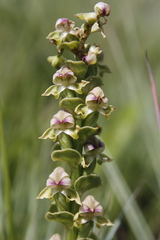 Disperis cardiophora