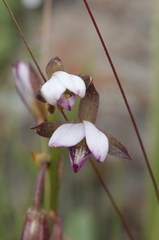 Eulophia hians