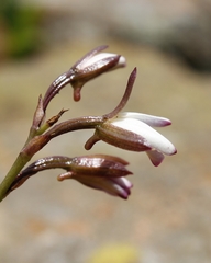 Eulophia hians