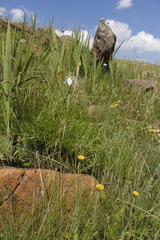 Moraea pubiflora