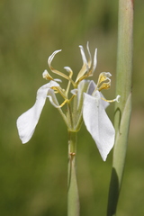 Moraea pubiflora