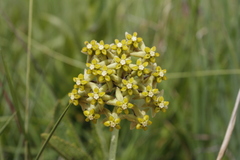 Asclepias vicaria