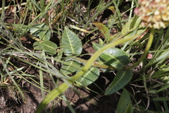 Asclepias vicaria