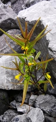 Melampyrum sylvaticum
