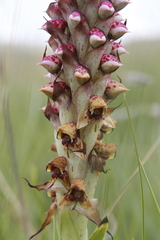 Disa versicolor