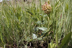Asclepias vicaria