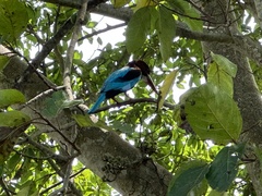 Halcyon smyrnensis