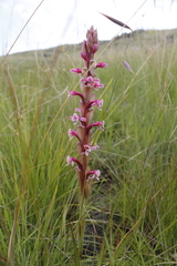 Satyrium longicauda