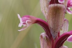 Satyrium longicauda