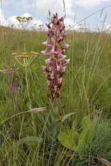 Disa cooperi