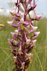 Disa cooperi