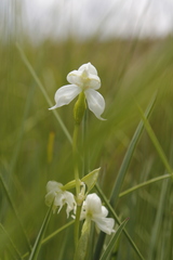 Disperis wealei
