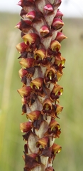 Disa versicolor