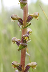 Satyrium parviflorum