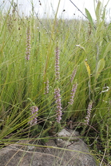 Erica alopecurus