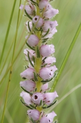 Erica alopecurus