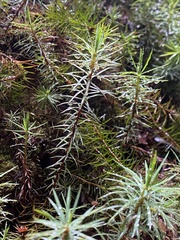 Dawsonia superba