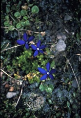 Gentiana bavarica bavarica