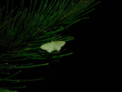 Idaea philocosma