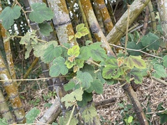 Rubus formosensis