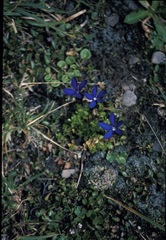 Gentiana bavarica bavarica