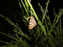 Oreixenica kershawi