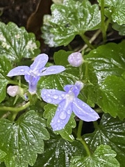 Lobelia trigonocaulis