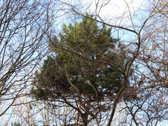 Thaumetopoea pityocampa