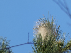 Thaumetopoea pityocampa