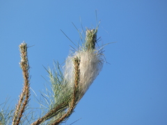 Thaumetopoea pityocampa