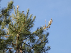 Thaumetopoea pityocampa