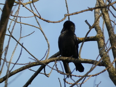 Corvus corone