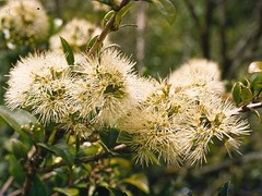 Metrosideros albiflora