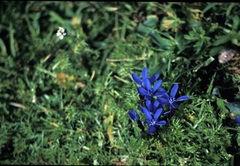 Gentiana bavarica bavarica