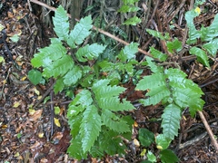 Alectryon excelsus excelsus